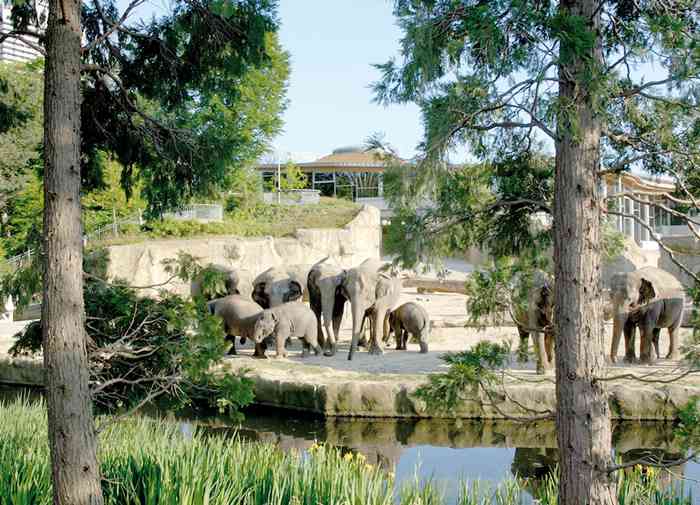 Kölner Zoo Elefantenpark